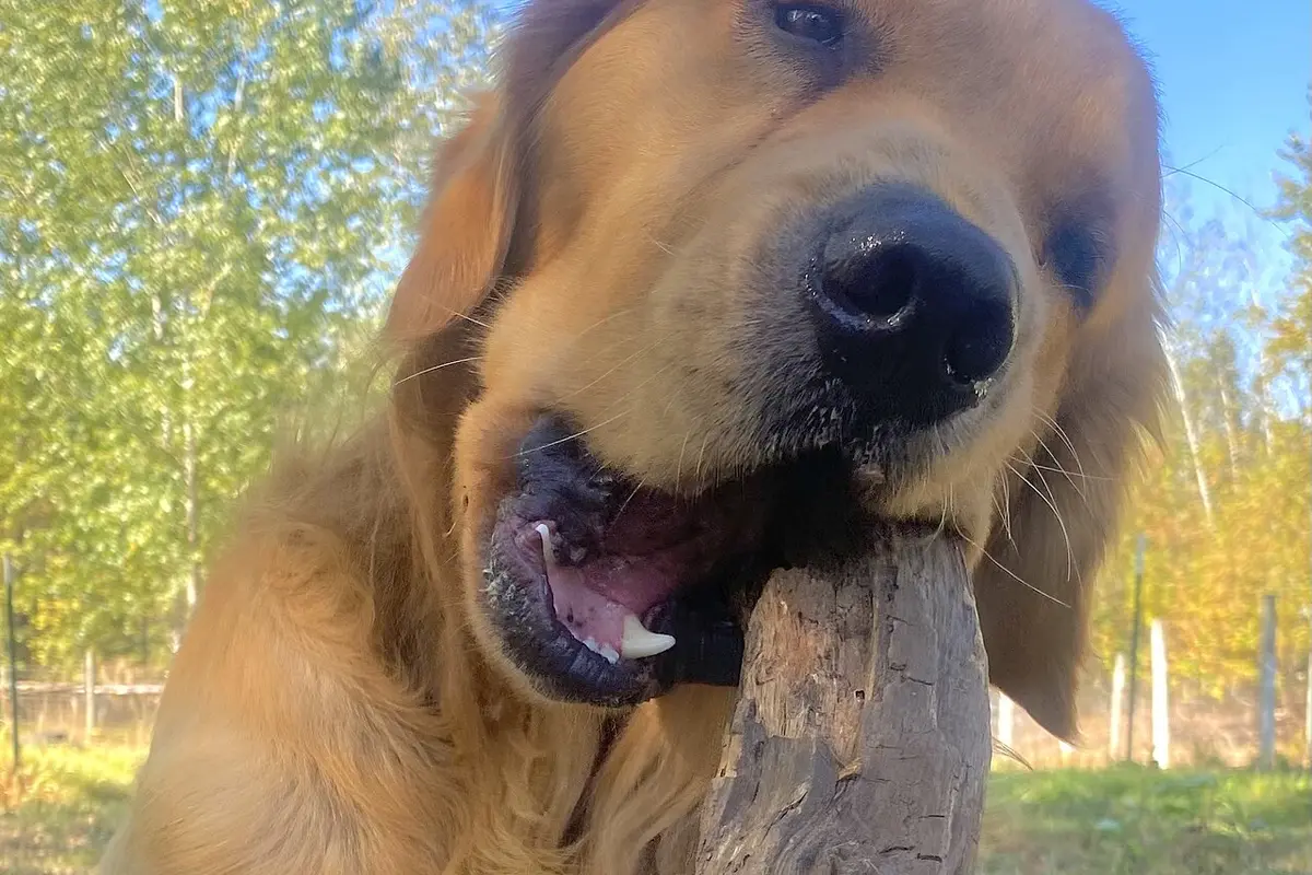 Golden Retriever che rosicchia un tronchetto di legno