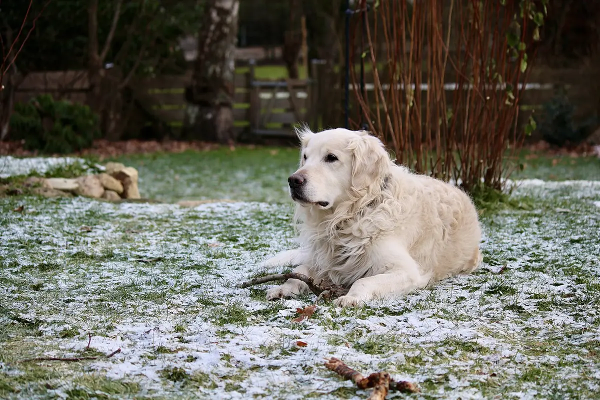 Golden Retriever sdraiato su un prato con un po’ di brina
