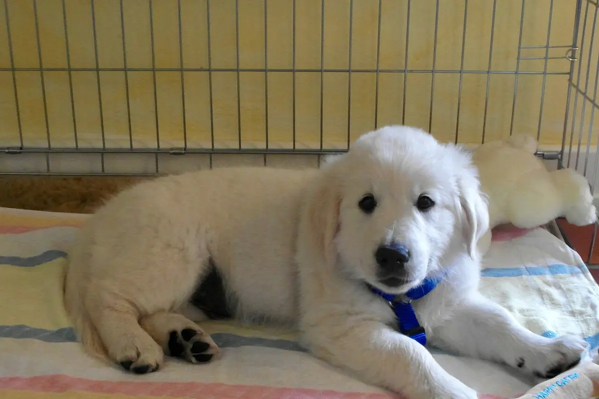 Cucciolo di Golden Retriever sdraiato su una coperta