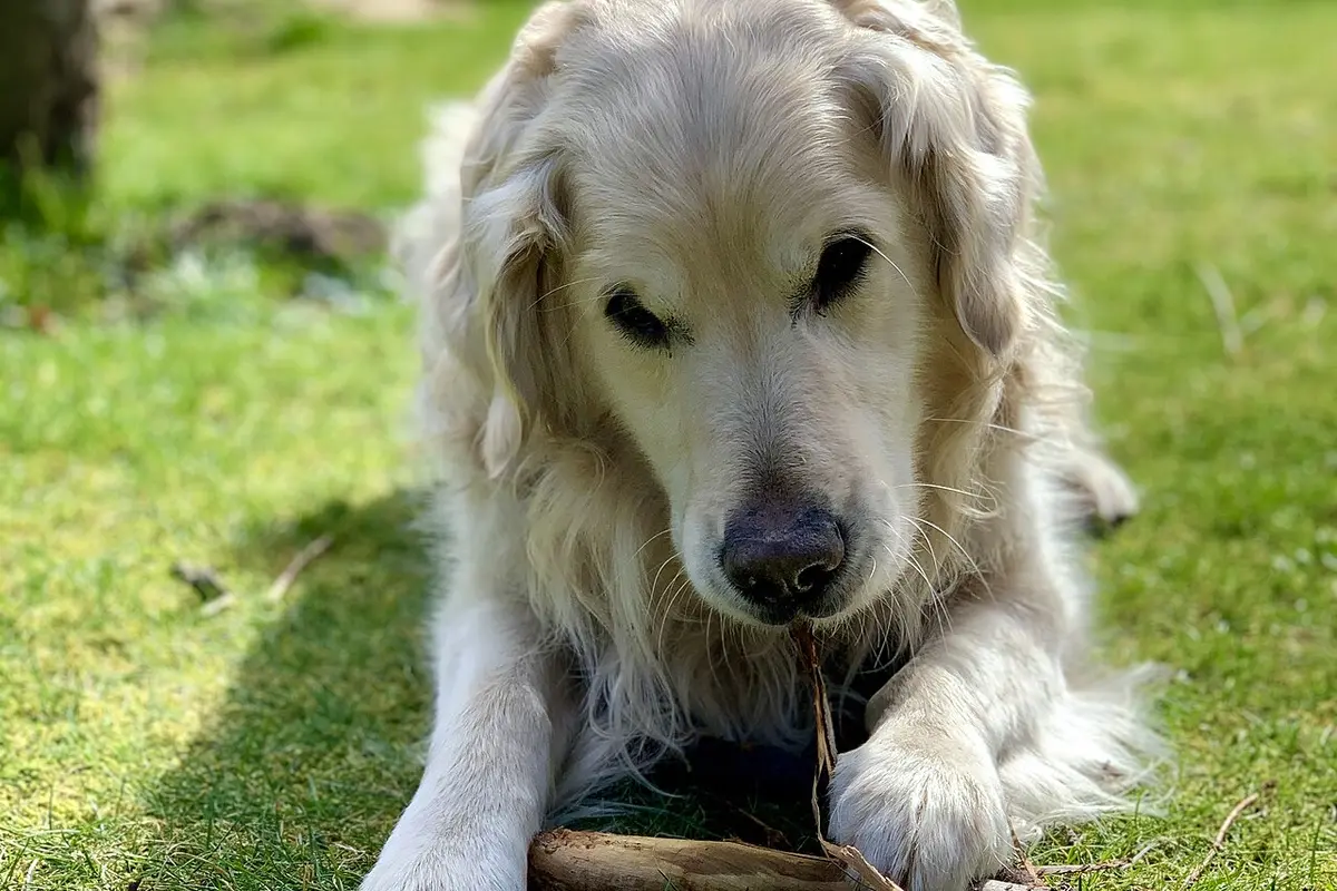 Golden Retriever sdraiato sull’erba con un bastoncino fra le zampe