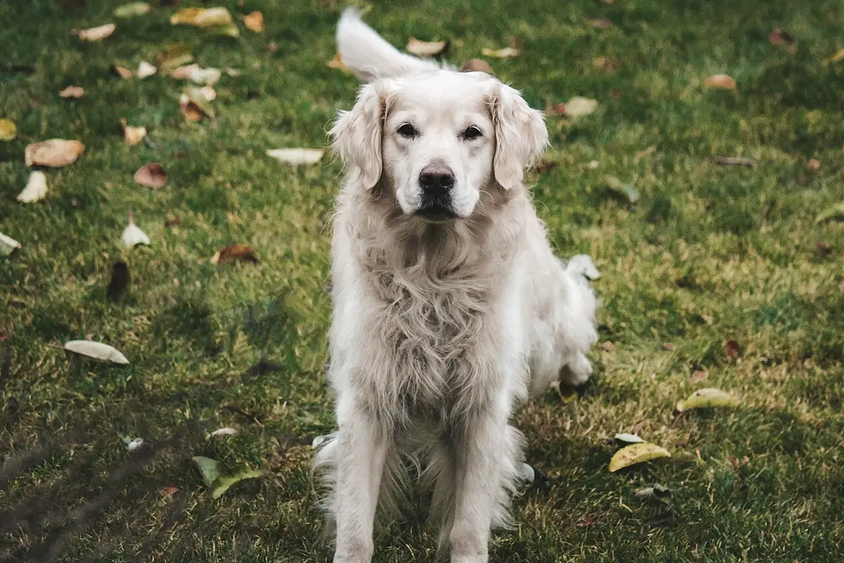 Golden Retriever a pelo dorato chiaro seduto sul prato