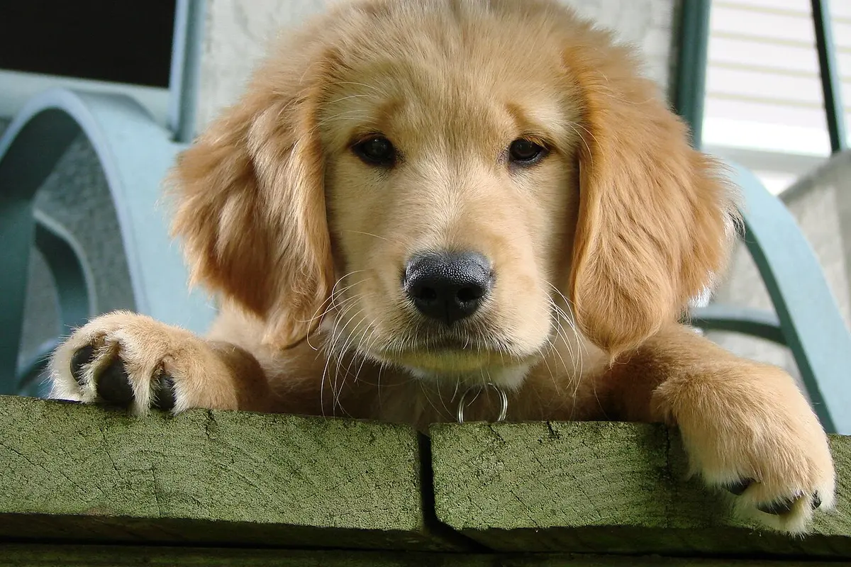 Cucciolo di Golden Retriever con le zampe sul bordo di un parapetto