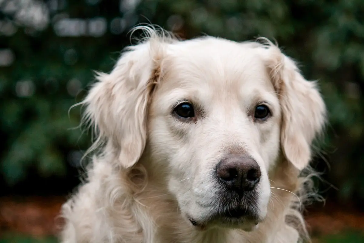 Ritratto di Golden Retriever adulto