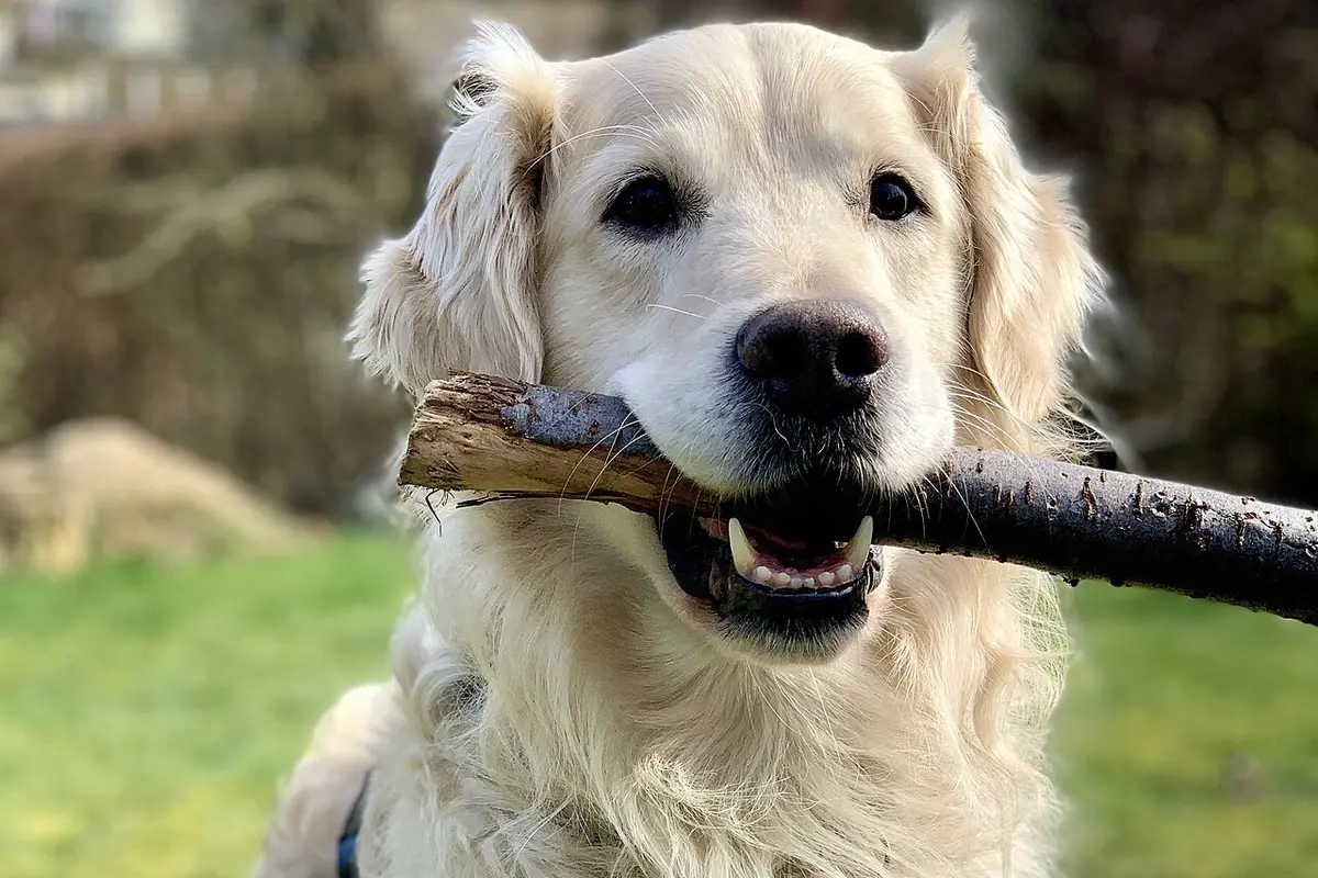 Golden Retriever seduto con un bastone in bocca