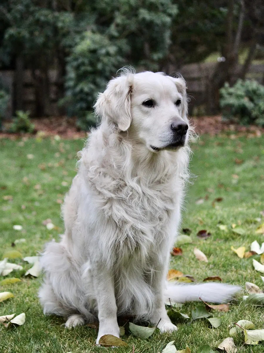 Golden Retriever adulto seduto sull’erba tra le foglie